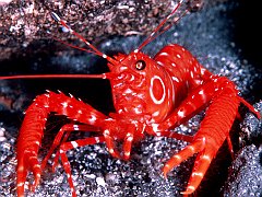 Bullseye Lobster, Hawaii